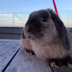 Cunicular - for Clarinet Octet and drum kit (2021)