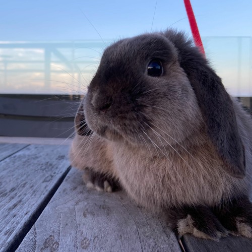 Cunicular - for Clarinet Octet and drum kit (2021)