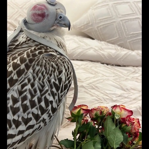 سق يامحمد  مقناص الشيخ : جاسم بن حمد بن جاسم بن جبر ال ثاني  أداء : بندر بن عوير.m4a