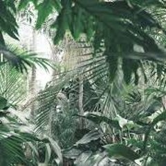 In The Forest - 30 Minutes Of Relaxing Sounds For Studying And Creating