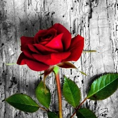 love doesn't come easy