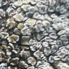 mist1_geen_syntesizer