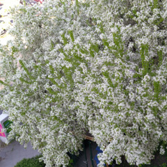 Unleavened Springtime