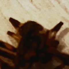 Brood vibrations