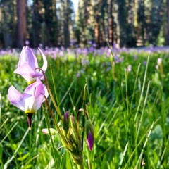 Giant forest meadow evening birdsong -- Sequoia National Park, California, U.S.A.