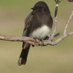 black phoebe