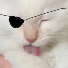 Haddock The Little Kitten Of The Sea