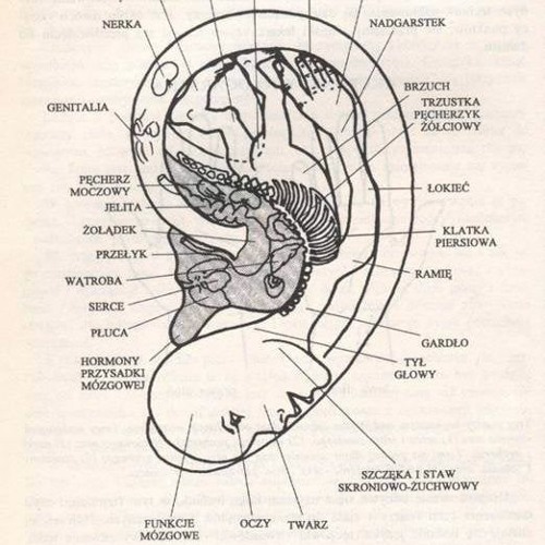 Evolvability (Our Voice)