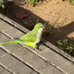 Deeon, Nina Kraviz, Traxman  [bpm 120~160] (251204)