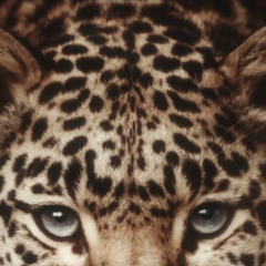 when we die  (kapric)