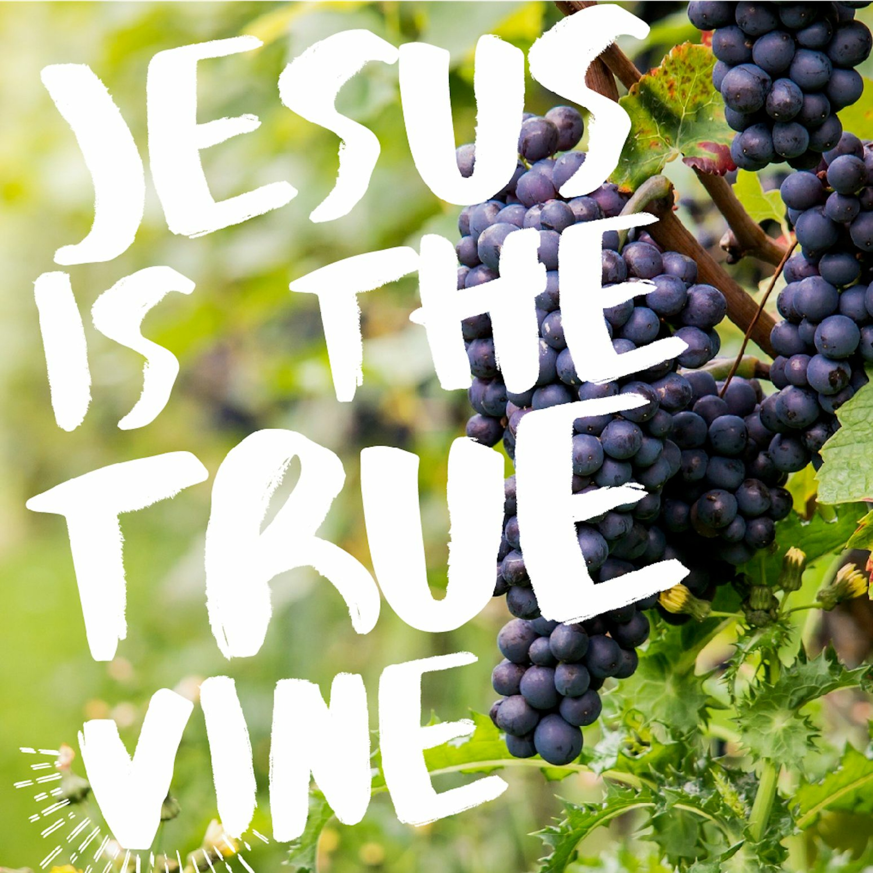 10/22/23 - Jesus Is The True Vine episode artwork