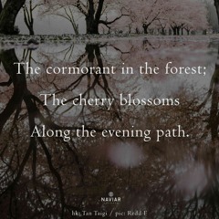 haiku #539:The cormorant in the forest; / The cherry blossoms / Along the evening path.