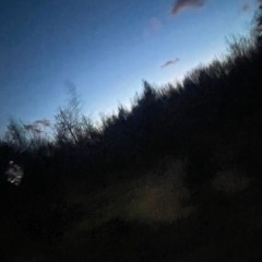 trees