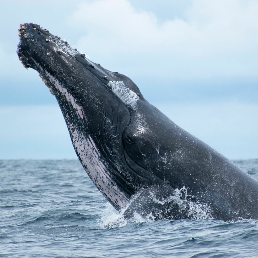 Stream stefany | Listen to Ballenas playlist online for free on SoundCloud