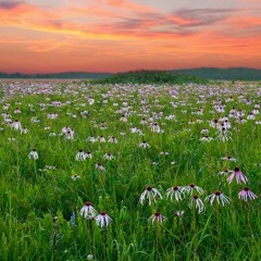 Ancient Prairie