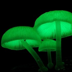 glowing shrooms /// spacepakoras