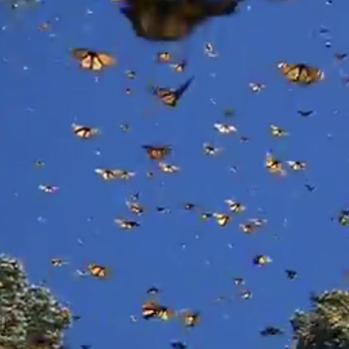 Lana Del Rey - Happiness is a butterfly (melodic version)