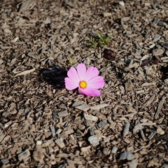 The Zombies - This Will Be Our Year (Cover)