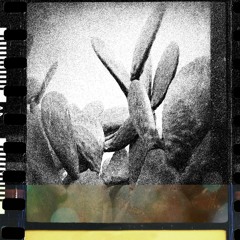 PREMIERE: Il Santo Bevitore - Fractured Belief (Opal Tapes)