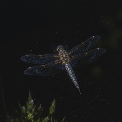 dragonflies