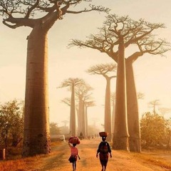 Dance of the Blessed Baobabs