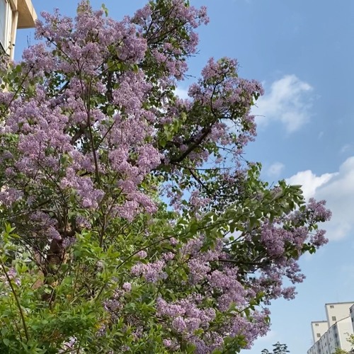 Breathing in April