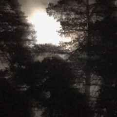 listen to the static [2021]