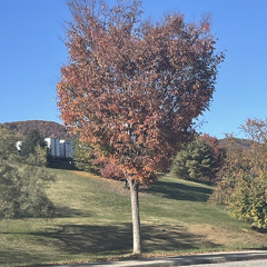 Flex ( YO! E Remix )