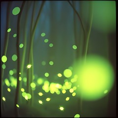 COUNTRY - CANZONI DEL BOSCO - LE LUCCIOLE CANTANO - RELEASE - Deneb