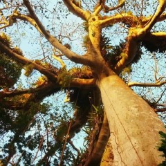 Mellow Wood, a reggae mix