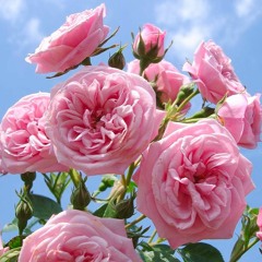 @FlashyyJayce - Breaking & Breaking