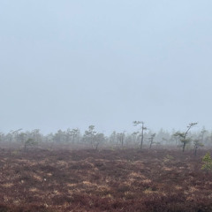 Schwarzes Moor