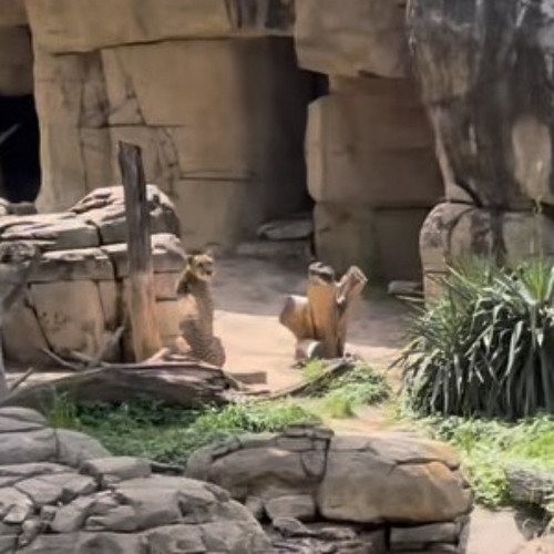 tezactive-out the noke(unreleased)