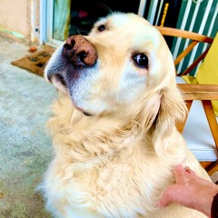 EVERYTHING CUTE ON DOGS IS UGLY ON HUMANS (YOU KNOW IT'S TRUE)