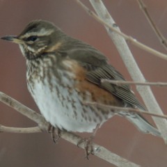 2024 06 29 BBC Radio London 0027