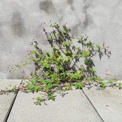 pieds nus sur l'asphalte