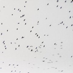 Fatih Tuter - Untitled I (SLOW TONE COLLAGES)