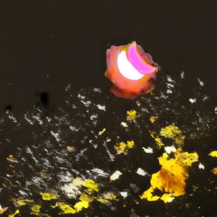 Watch em Float