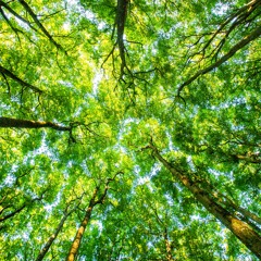 When I am among the Trees by Mary Oliver