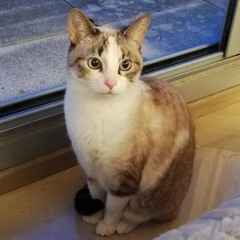 Cinnamon