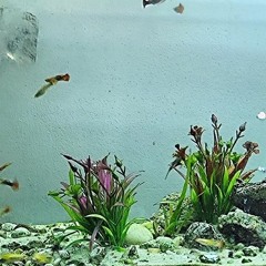 what happened to your face? / human for a week