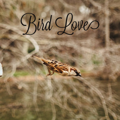 Woodland Bird Sonds