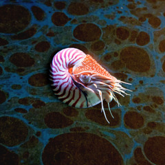 Work In Progres 'Nautillus'