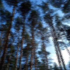 майский жук