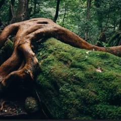 Deep Woods #39: Progressive Organic House (Dee Montero, Alex O'Rion, Marsh, Cream, M.O.S., Matter)