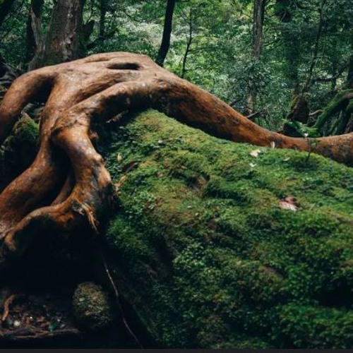 Deep Woods #39: Progressive Organic House (Dee Montero, Alex O'Rion, Marsh, Cream, M.O.S., Matter)