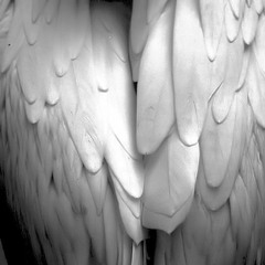 BILLIE EILISH - CHOPPED N FEATHERED ft. T-PAIN