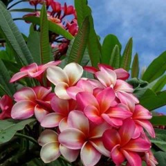 BLACK GANG - BUYA NKATA