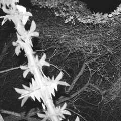 Witch Trials - Manipulate (Traeger Smokehouse Mix)