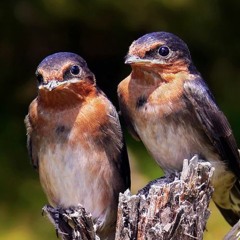 Swallow (La Rondine)